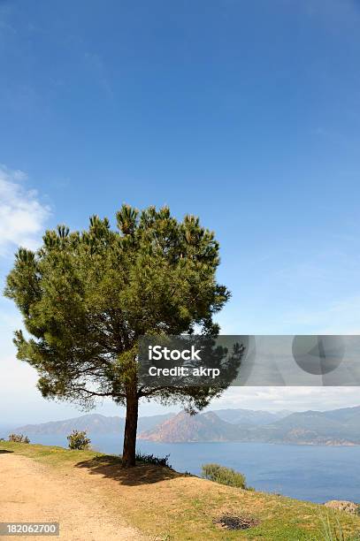 Foto de Pine Tree Acima Do Mar Mediterrâneo Córsega e mais fotos de stock de Arbusto - Arbusto, Areia, Azul