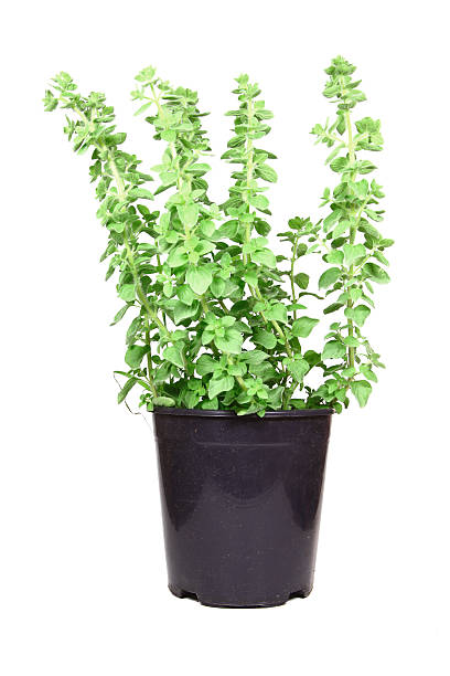 istock Oregano in a Pot | Fresh Garden Herbs and Spices 182062814