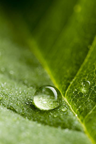 Gota en hoja verde de agua medio ambiente de la naturaleza - foto de stock