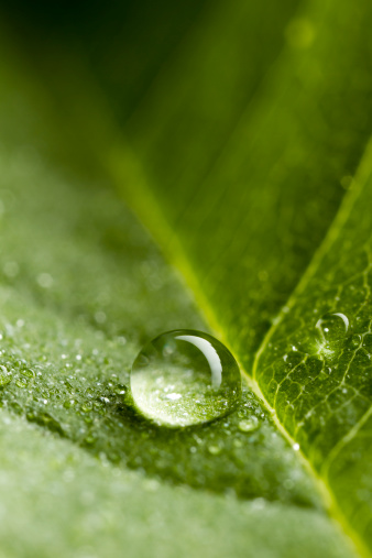 2.5:1 macro photography of a single water drop on green leaf.This image is part of the following lightboxes: