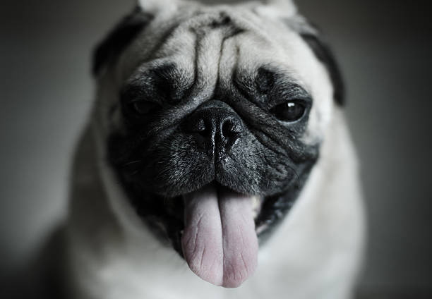 istock Little Pug Puppy Dog with funny face 182062987