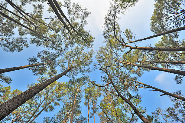 istock stand of aspen trees looking up 182063055