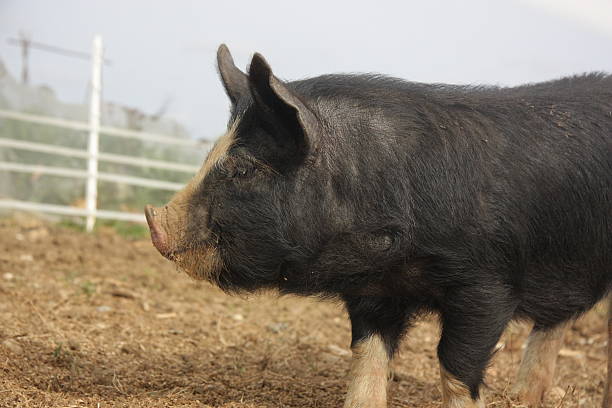 Berkshire Piglet An outdoor rare breed Berkshire piglet. A traditional breed noted for the excellent quality of its meat. berkshire pig stock pictures, royalty-free photos & images
