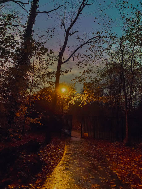 Sunset in the autumn park. Beautiful landscape with trees and path