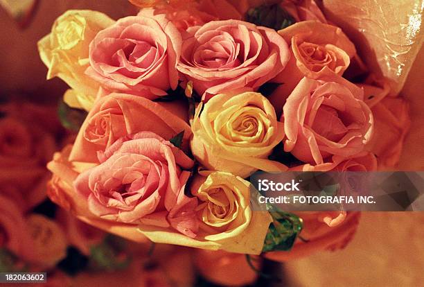 Rosen In Hülle Und Fülle Stockfoto und mehr Bilder von Bildhintergrund - Bildhintergrund, Blume, Blumenbouqet