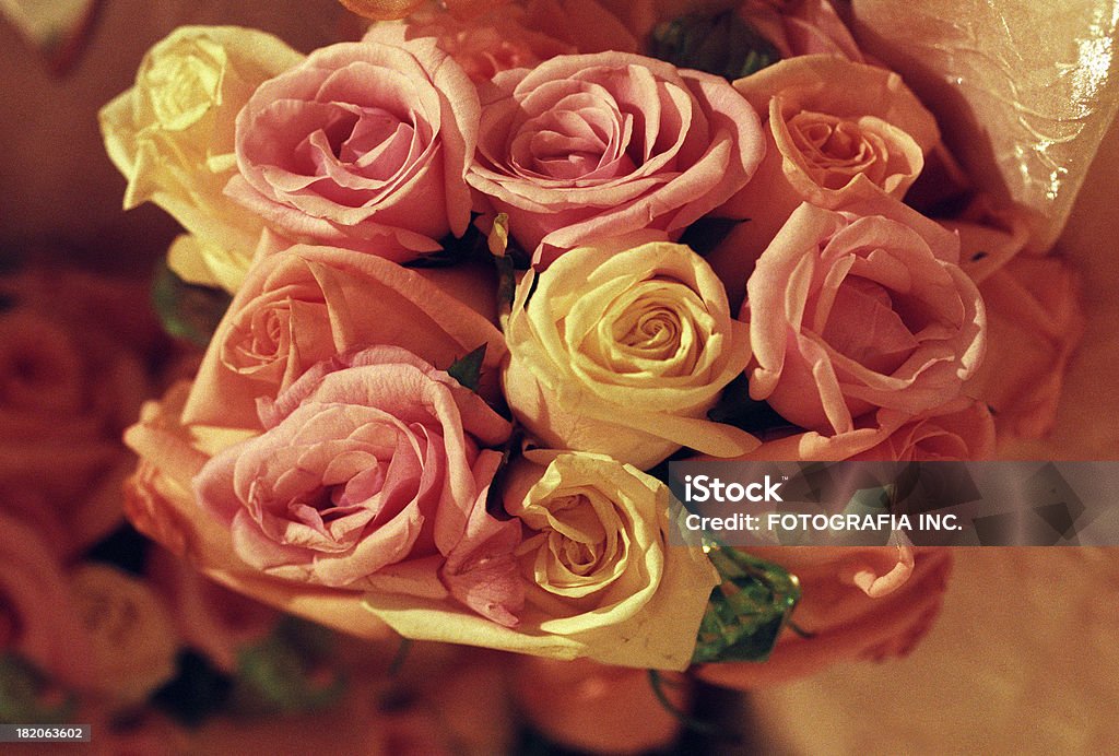 Rosas ilimitados - Royalty-free Amarelo Foto de stock