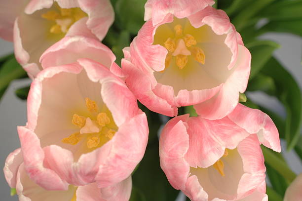 Top view of tulips stock photo