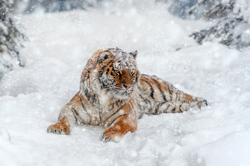 Closeup Adult Tiger in cold time. Tiger snow in wild winter nature. Action wildlife scene with dangerous animal