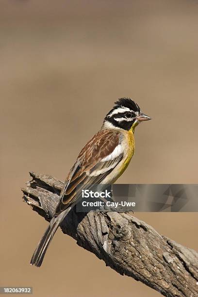 Appollaiarsi Goldenbreasted Bunting - Fotografie stock e altre immagini di Acqua - Acqua, Africa, Ala di animale