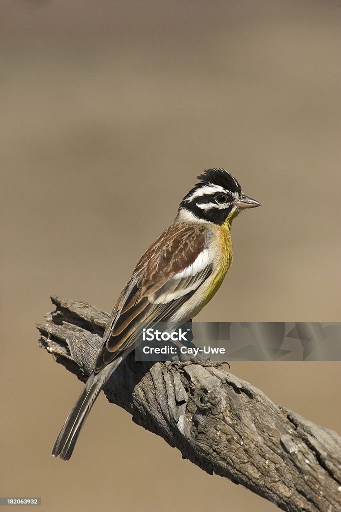 Pardalotus Goldenbreasted Bunting - Foto de stock de Amarelo royalty-free