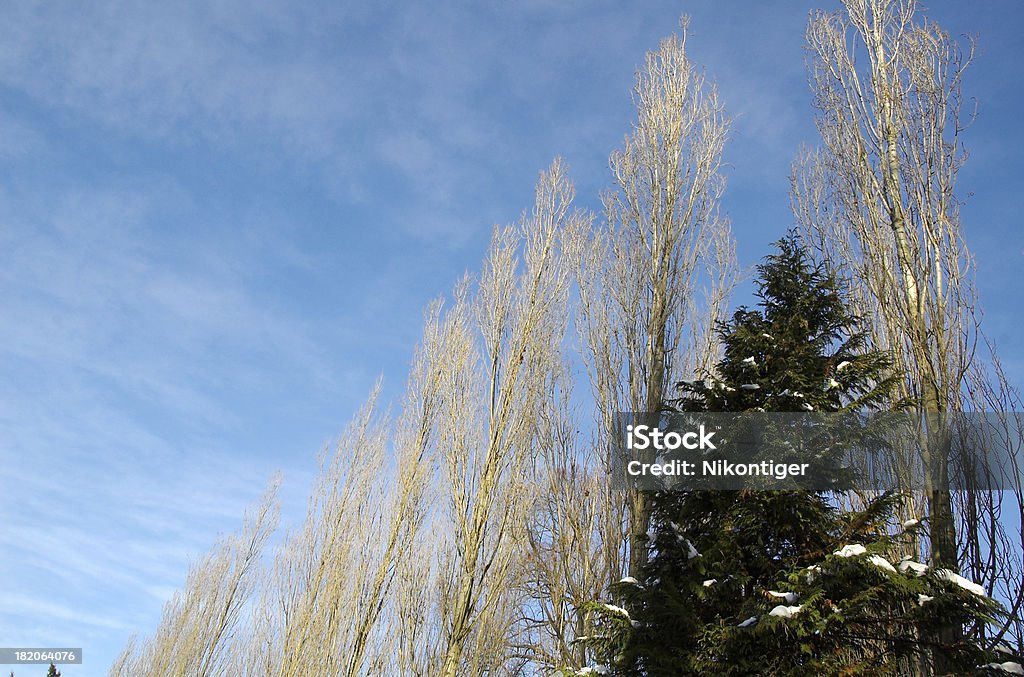 Blauer Himmel und getrocknete Bäumen - Lizenzfrei Abschied Stock-Foto