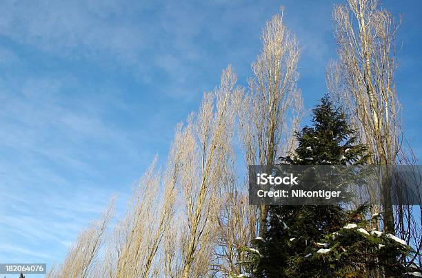 Blauer Himmel Und Getrocknete Bäumen Stockfoto und mehr Bilder von Abschied - Abschied, Ankunfts- und Abfahrtstafel, Ast - Pflanzenbestandteil