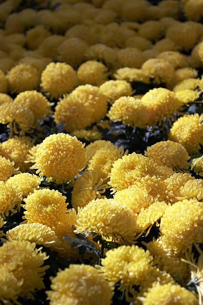 Żółte kwiaty – zdjęcie