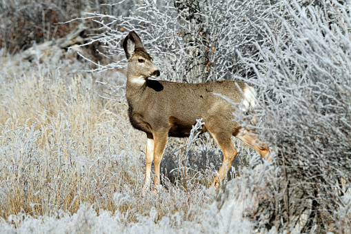 Young Mule Deer Doe in East Central Idaho.