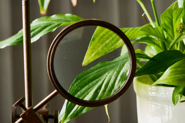 istock Plant and magnifying glass. 1820644888