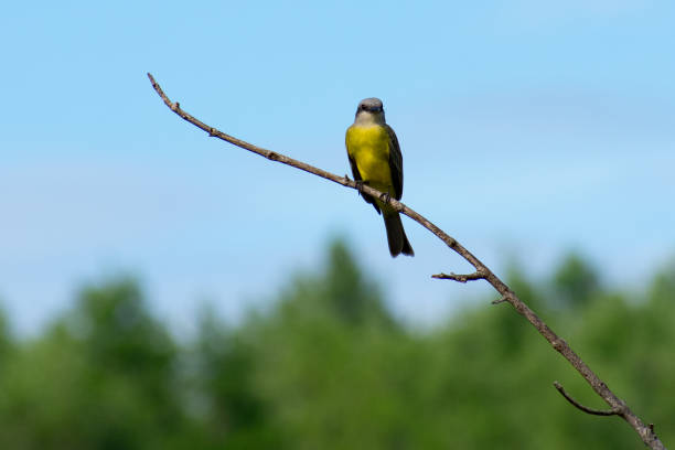 istock Tropical Kingbird on Branch 1820648860