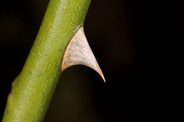 Sharp thorn Sharp thornOther macro shots stetner stock pictures, royalty-free photos & images