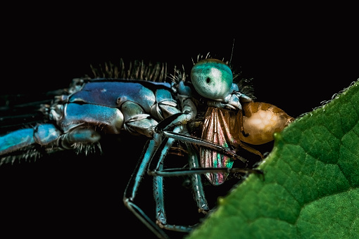 Damselfly eating a winged insect on a black background
