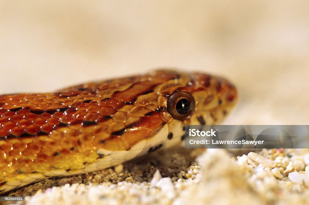 snake close-up de milho - Foto de stock de Animal de estimação royalty-free