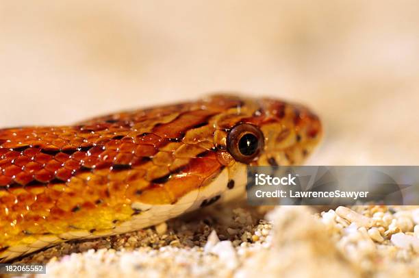 Foto de Snake Closeup De Milho e mais fotos de stock de Animal de estimação - Animal de estimação, Areia, Cobra