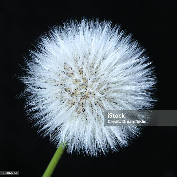 Dentedeleão - Fotografias de stock e mais imagens de Ao Ar Livre - Ao Ar Livre, Beleza, Campo agrícola