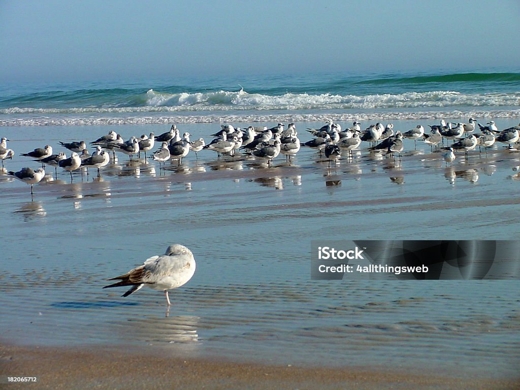 Une Sleepy Mouette - Photo de Eau libre de droits