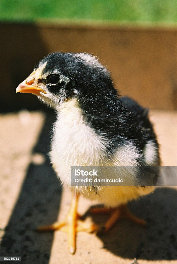 Neugeborenes Ostern Huhn - Lizenzfrei Europäischer Abstammung Stock-Foto