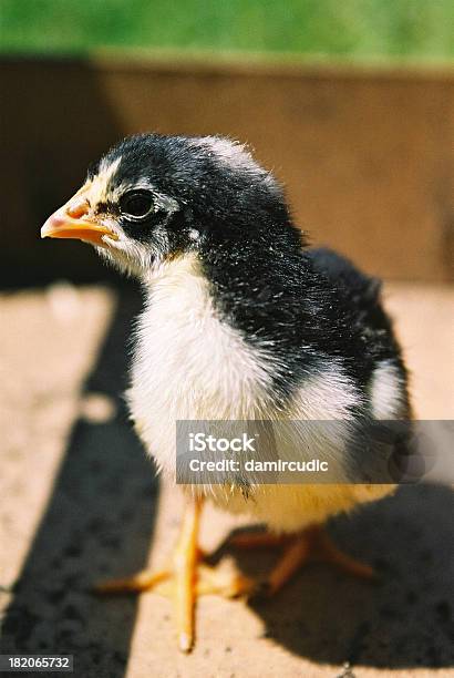 Recémnascidos Frango De Páscoa - Fotografias de stock e mais imagens de Amarelo - Amarelo, Animal, Animal recém-nascido