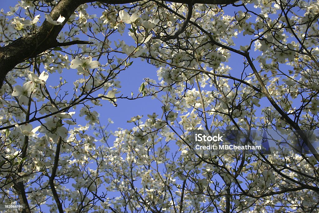 Cornus Blossoms - Foto de stock de Abaixo royalty-free