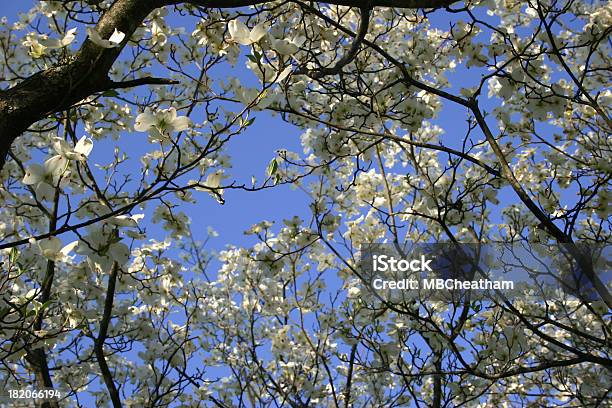 Foto de Cornus Blossoms e mais fotos de stock de Abaixo - Abaixo, Azul, Branco