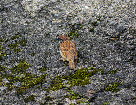 A sparrow bird sitting on ground.