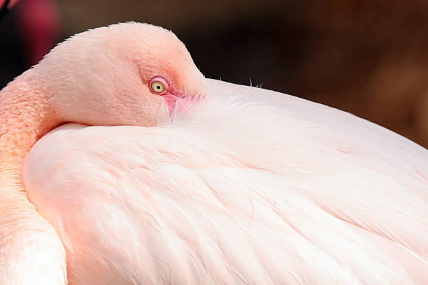 istock Pink Flamingo 182066371