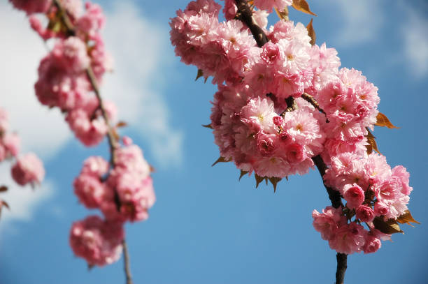 istock Cherry tree flowers blossoms at spring against blue sky 182066487