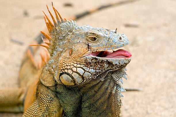 istock Profile of iguana with tongue in open mouth 182066596