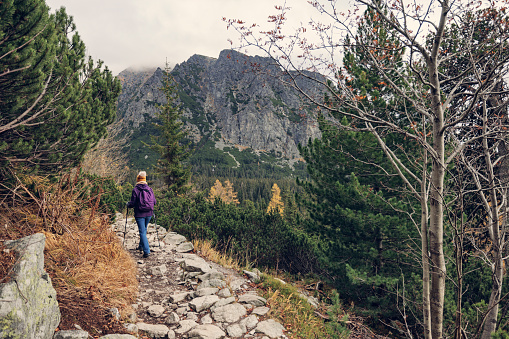 Single woman hiking in the High Tatra Mountains, Slovakia. She is walking on a rough and difficult natural trail path full of large rocks. The path is leading between some trees and mountain pine bushes. Spruce and larch forest is visible in the valley. Cold and overcast autumn day.
Shot with Canon R5