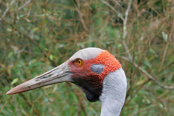 Australian crane - Grus rubicundus Australian crane - Grus rubicundus stetner stock pictures, royalty-free photos & images