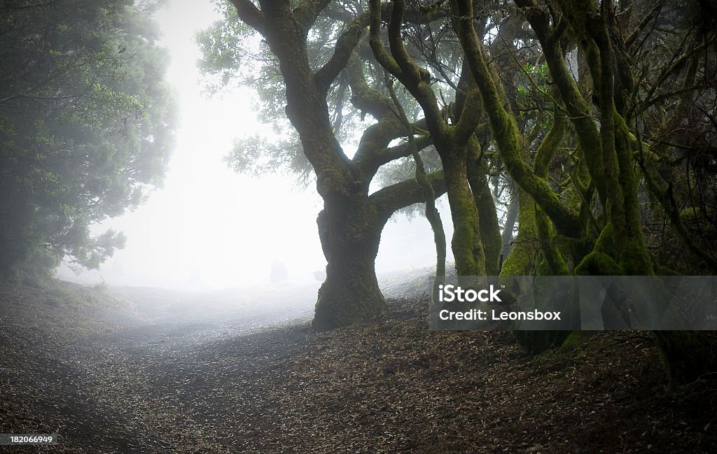 Floresta pluvial - Royalty-free Ao Ar Livre Foto de stock