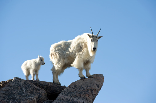 Nanny Goat and Kid at Mt. Evans.