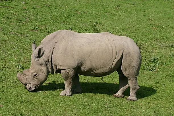 a rhinoceros