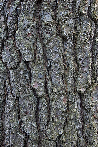 Bark Texture stock photo