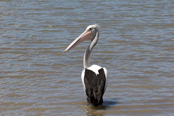 Pelican standing in water Pelican standing in water stetner stock pictures, royalty-free photos & images