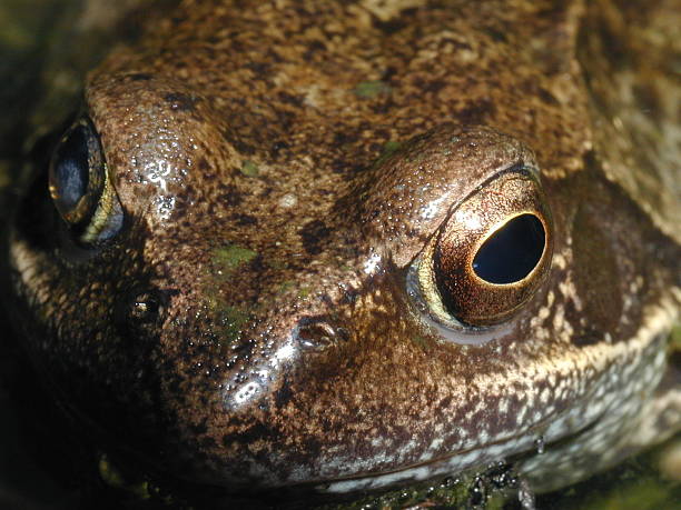 ekstremalnych blisko do common frog - frogger zdjęcia i obrazy z banku zdjęć