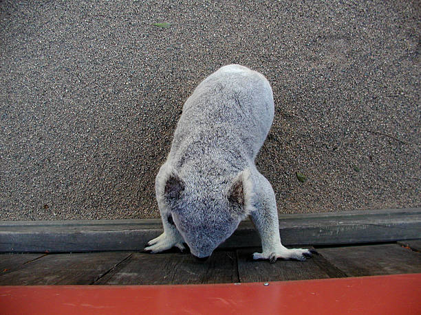 Curious koala baby stock photo