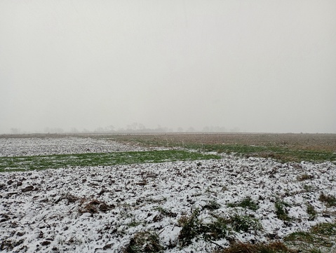 Heavy snowfall over wheat fields. Landscape of snowy fields during heavy snowfall.