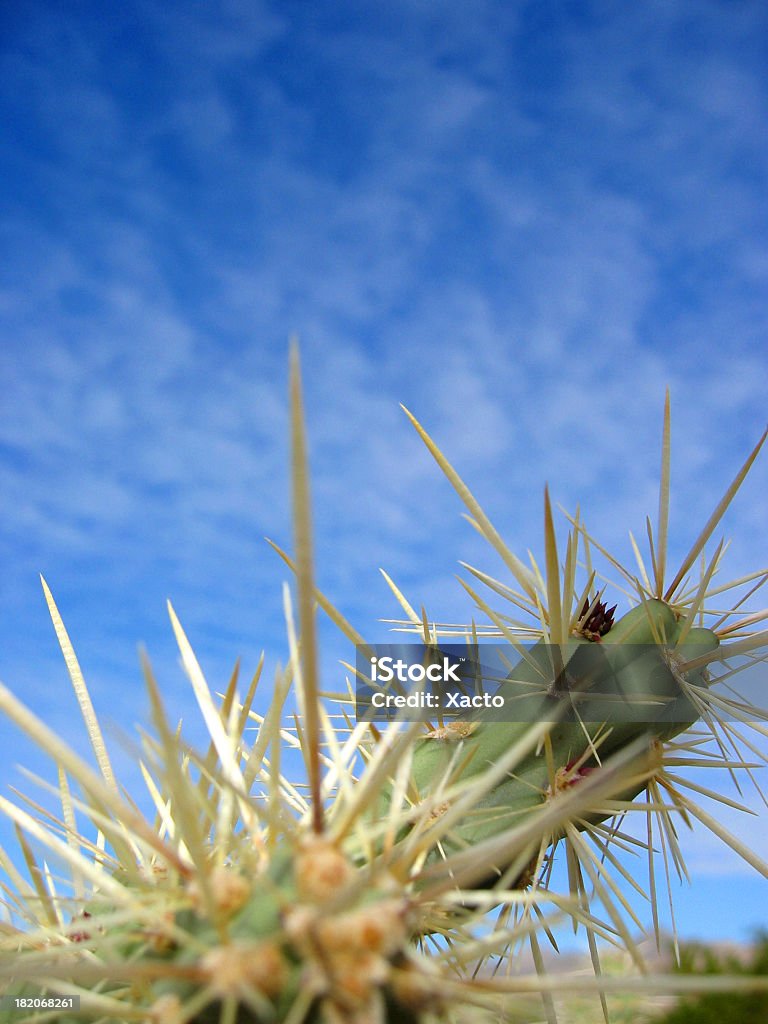 cactis primo piano B - Foto stock royalty-free di Affilato