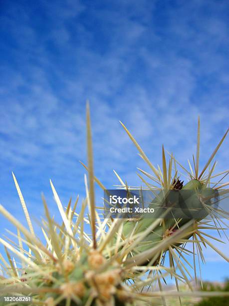 Cactis Primo Piano B - Fotografie stock e altre immagini di Affilato - Affilato, Aggressione, Ago - Parte della pianta