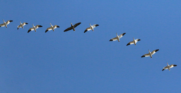 a flock of snow geese in flight with a bright blue sky background