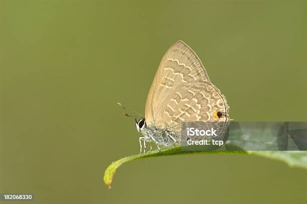 Ciliate Blue Anthene Emolus Stock Photo - Download Image Now