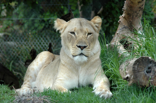 Female Lion quietly observing us