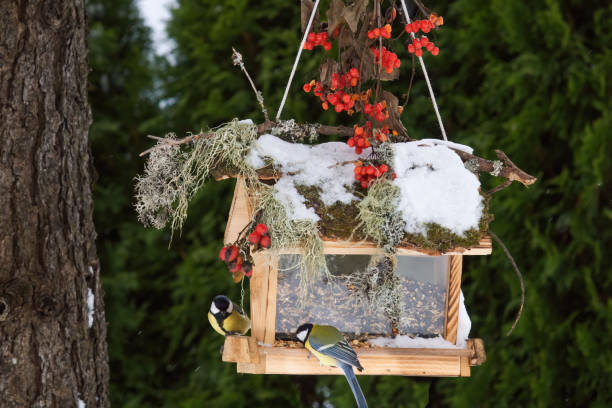 istock great tit at the bird feeder 1820684368